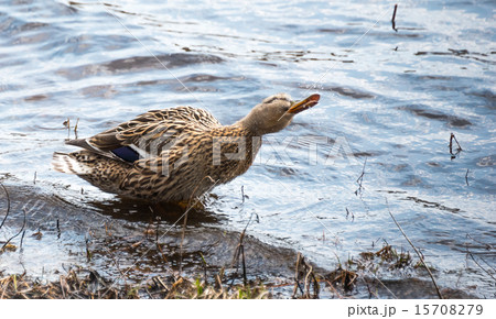 Wood Duck doing what ducks do - living in woodland 15708279