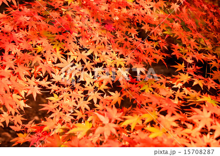 紅葉 紅葉 15708287