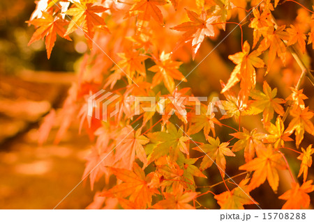 紅葉 紅葉 15708288