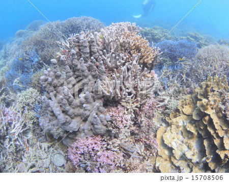 沖縄・西表島の枝サンゴのサンゴ礁 15708506