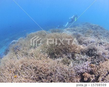 沖縄・西表島の枝サンゴのサンゴ礁と熱帯魚 15708509
