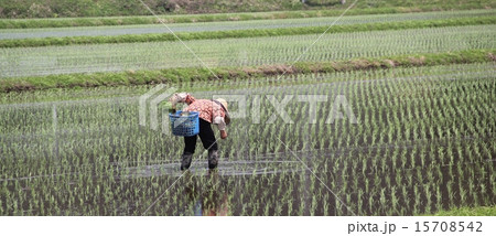 田植え 田植え 15708542