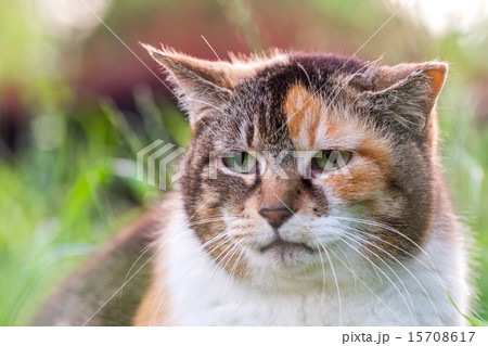 何かを眺める感じののらねこ 15708617