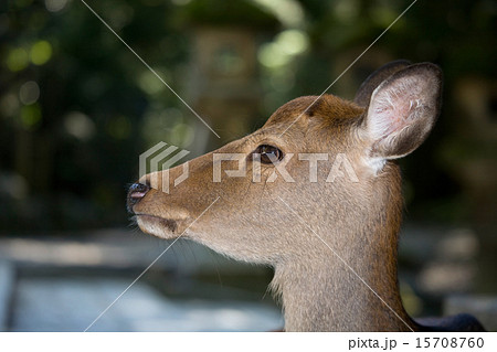 雌鹿の横顔の写真素材