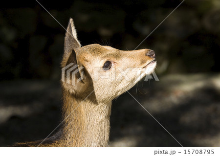 雌鹿の横顔の写真素材