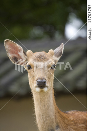 若い雄鹿の顔の写真素材