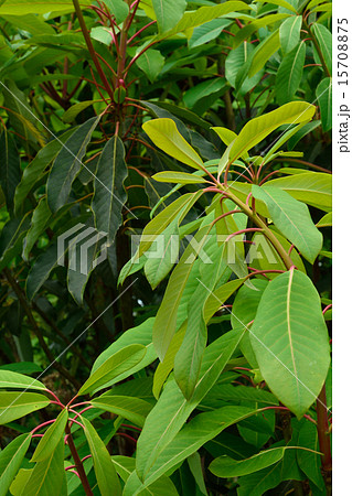 樹木:ユズリハ ユズリハ科 樹木:ユズリハ ユズリハ科 15708875