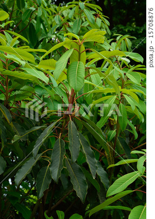 樹木:ユズリハ ユズリハ科 樹木:ユズリハ ユズリハ科 15708876