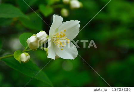 樹木:テイカカズラ キョウチクトウ科 樹木:テイカカズラ キョウチクトウ科 15708880