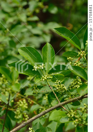 樹木:マユミ ニシキギ科 樹木:マユミ ニシキギ科 15708881