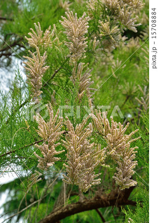 樹木:ギョリュウ ギョリュウ科 樹木:ギョリュウ ギョリュウ科 15708884