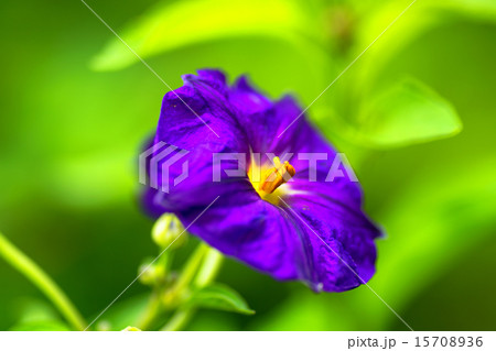 パタゴヌラ・アメリカナ、ムラサキ科、南米 パタゴヌラ・アメリカナ、ムラサキ科、南米 15708936