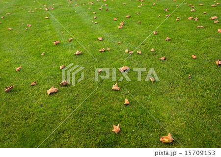 Green lawn at the park 15709153