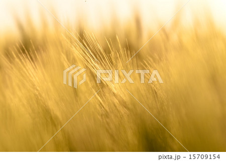Closeup photo of some fresh wheat Closeup photo of some fresh wheat 15709154