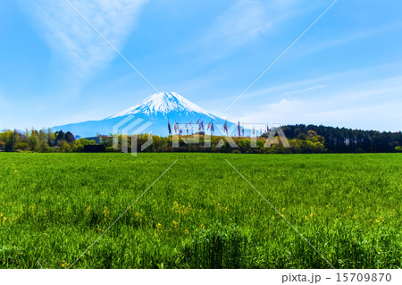 鯉のぼりと富士山 鯉のぼりと富士山 15709870