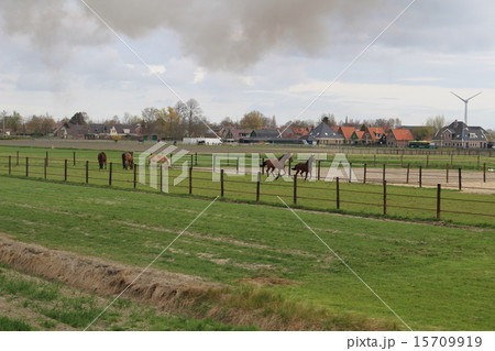 オランダ・ホールンからの蒸気機関車の車中から、牧場の風景 15709919