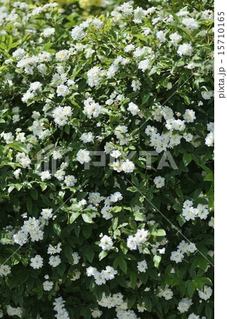 モッコウバラ 15710165