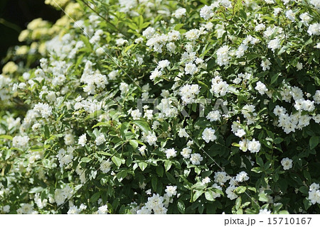 モッコウバラ モッコウバラ 15710167