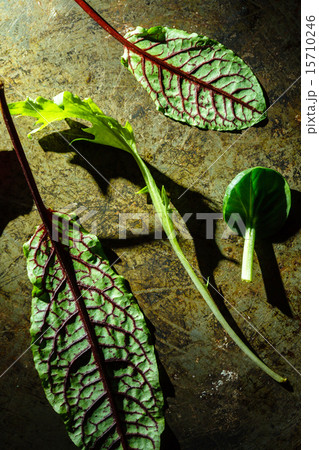 fresh salad leaves fresh salad leaves 15710246