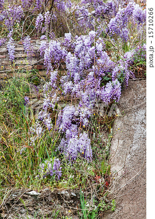 beautiful lilac wistaria flower beautiful lilac wistaria flower 15710266