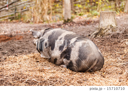 pigs on the farm 15710710