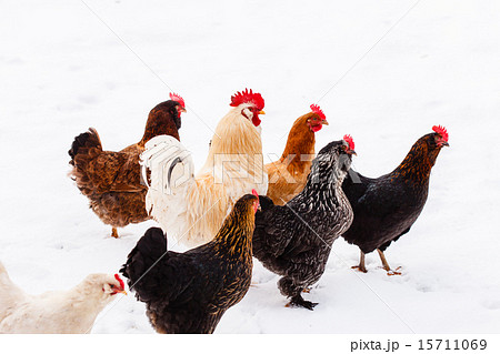 chickens on the farm 15711069