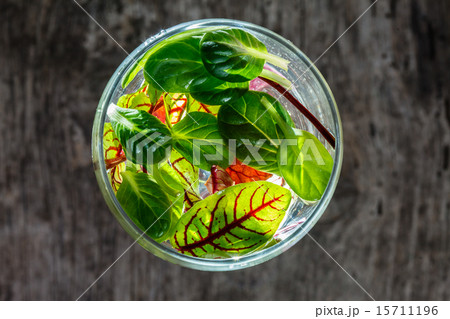 fresh salad leaves fresh salad leaves 15711196