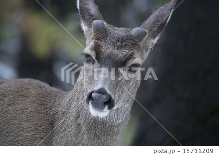 雪が降る日のヨセミテ国立公園の鹿 雪が降る日のヨセミテ国立公園の鹿 15711209