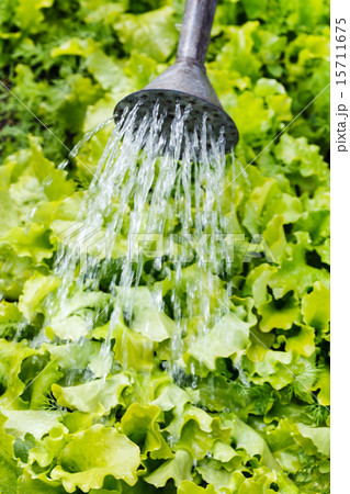 lettuce in the garden lettuce in the garden 15711675