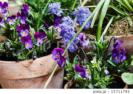 spring flowers 15711793