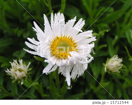 Wet marguerite 15712544