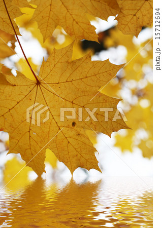Autumn leafs above the water Autumn leafs above the water 15712694