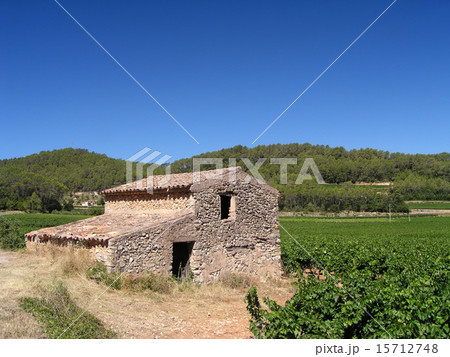 Vineyard in Provence 15712748