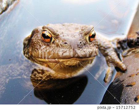 Frog in the water 15712752