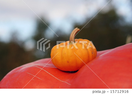 Pumpkins still-life with natural background Pumpkins still-life with natural background 15712916