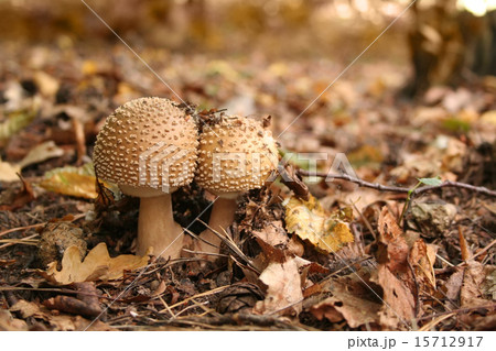 Inedible toadstool (mushroom) Inedible toadstool (mushroom) 15712917