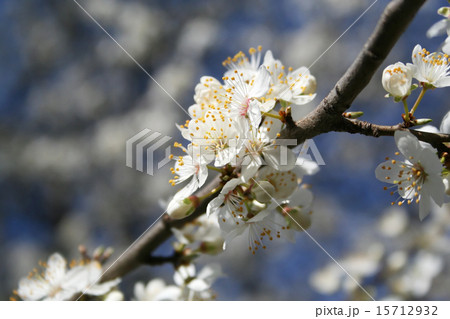Beautiful blossom flowers 15712932