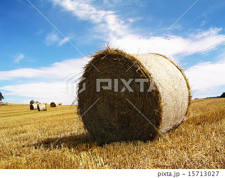 Harvested Rolls of Straw 15713027