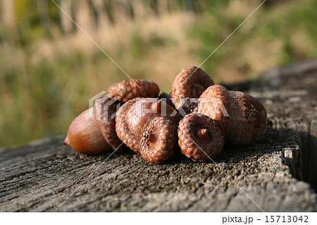 Autumn acorns 15713042