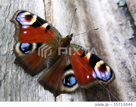 Beautiful butterfly Beautiful butterfly 15713044