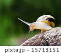 Snail on the stone 15713151