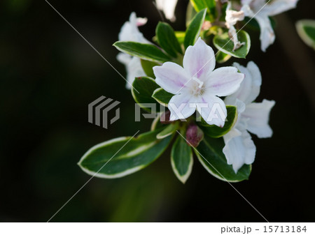 白丁花(ハクチョウゲ) 白丁花(ハクチョウゲ) 15713184