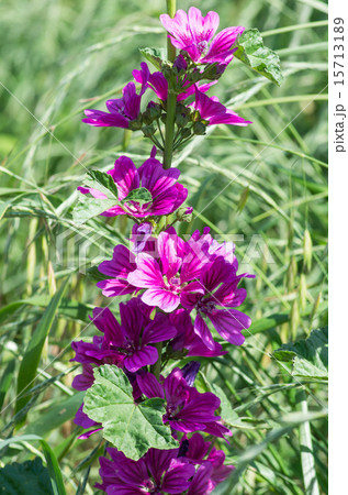 銭葵（ゼニアオイ） 15713189