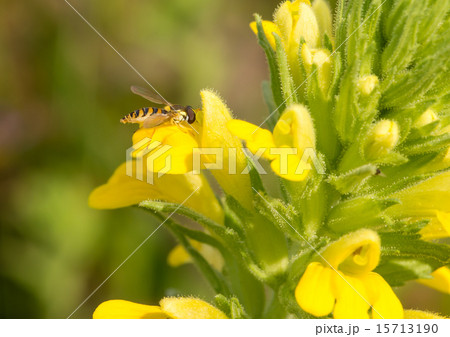 西洋引蓬（セイヨウヒキヨモギ）の蕊に顔をつっこむ虻 15713190