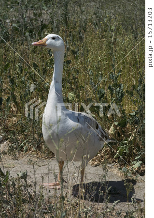 ハクガン ハクガン 15713203