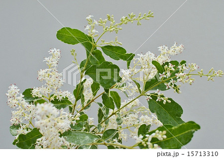 シルバープリペットの花 シルバープリペットの花 15713310