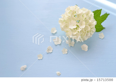 ビバーナムの花びら 15713500