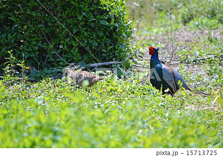 キジのつがい キジのつがい 15713725