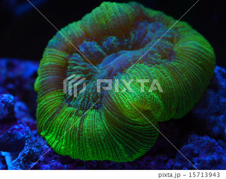 オオバナサンゴ 15713943