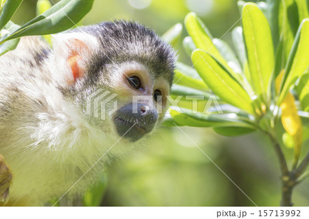 Common Squirrel Monkey Common Squirrel Monkey 15713992
